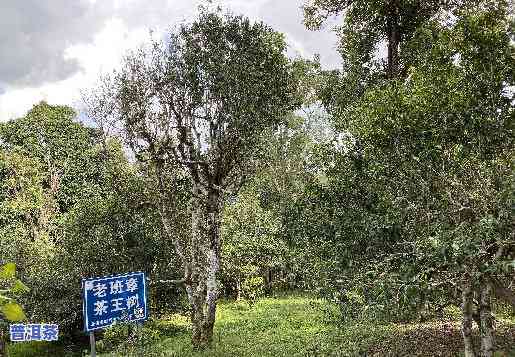 普洱茶里的古树纯料是什么意思，详解普洱茶中的“古树纯料”含义