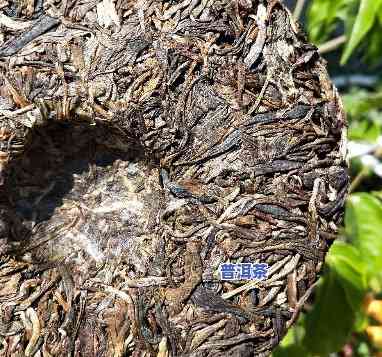 古树纯料普洱茶高端-古树纯料普洱茶价