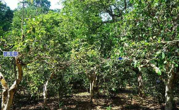 中缅边境茶区：探寻古树茶与村寨风情