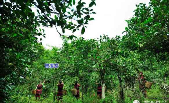 中缅边境茶区：探寻古树茶与村寨风情