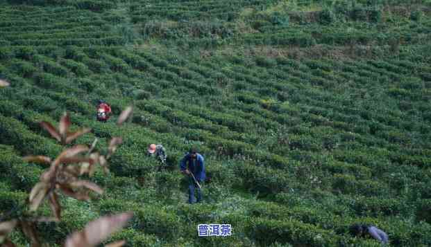 安顺市哪里有批发茶叶的地方，寻找好茶？在安顺市哪里可以批发到优质茶叶？