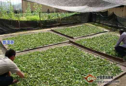 普洱茶杀青不足转化为什么，普洱茶杀青不足：作用其转化的可能起因与解决办法