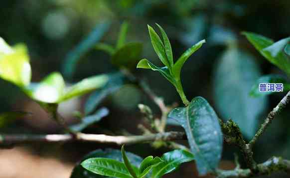 普洱茶的青味指什么，探秘普洱茶的青味：你不知道的秘密