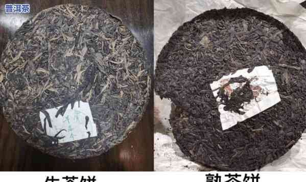 普洱青饼茶：生茶与熟茶的区别及选择