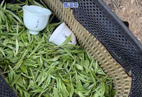 普洱茶熟茶有黄曲霉吗，关于普洱茶熟茶中是不是存在黄曲霉的探讨