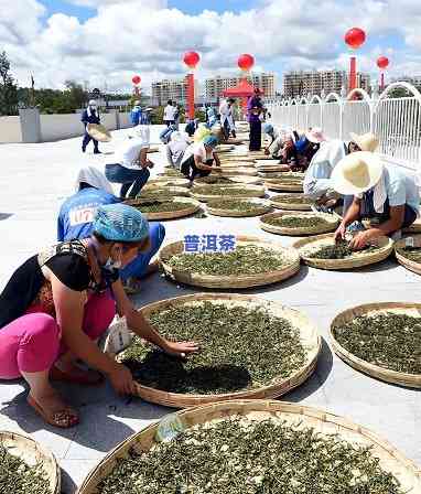 普洱茶主播，品味普洱茶：与专业主播一起探索茶叶的世界