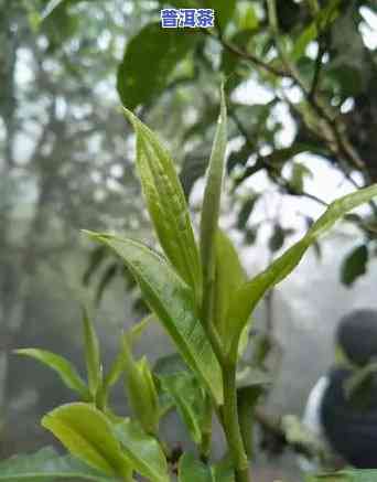 普洱生茶饼怎么冲泡-普洱生茶饼怎么冲泡好喝