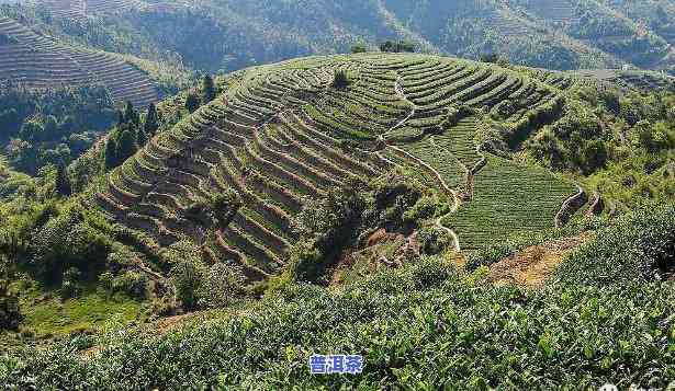 青龙山普洱茶，探索茶文化：深入熟悉青龙山普洱茶的魅力