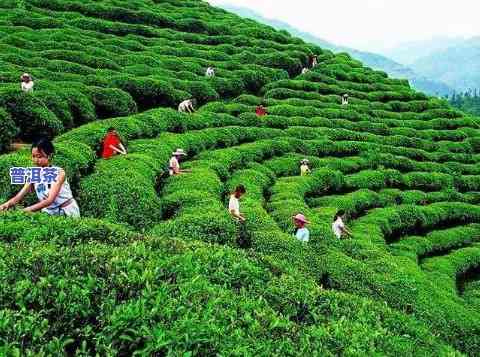 青龙山普洱茶，探索茶文化：深入熟悉青龙山普洱茶的魅力