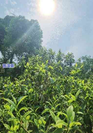 全面解析：黑茶与普洱熟茶的功效有何区别？