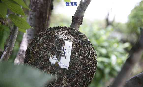 日春勐润号普洱茶，品味云南风情：探寻日春勐润号普洱茶的特别魅力