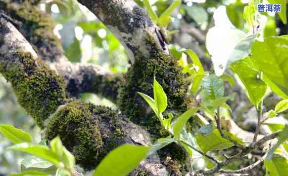 大树普洱生茶：怎样冲泡出更佳口感？