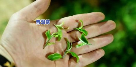 普洱茶浓淡怎样计量，掌握普洱茶浓淡的秘诀：怎样正确计量？