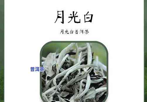 月光白普洱茶是白茶吗，揭秘普洱茶新品种：月光白，它真的是白茶吗？