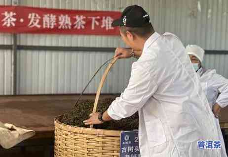 老班章茶王无色无味-老班章茶王茶后