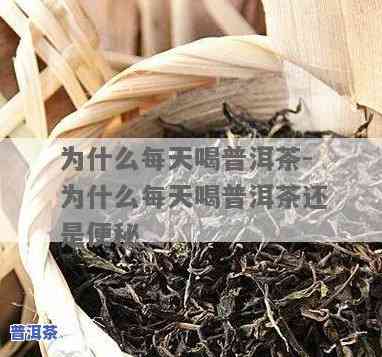 普洱茶不能每天喝吗-普洱茶不能每天喝吗为什么