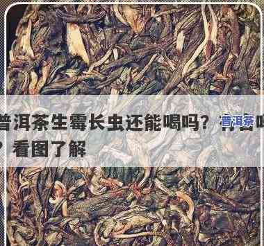 普洱长虫了还能喝吗-普洱长虫了还能喝吗有吗