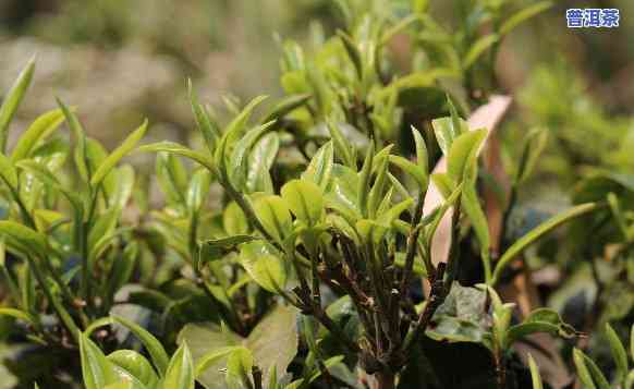 普洱茶名山茶，探索普洱茶的魅力：名山茶的奥秘与风情