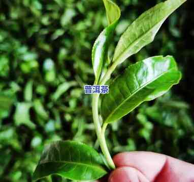 老班章茶苗种植方法-老班章茶树品种