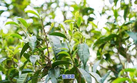 老班章茶苗种植方法-老班章茶树品种