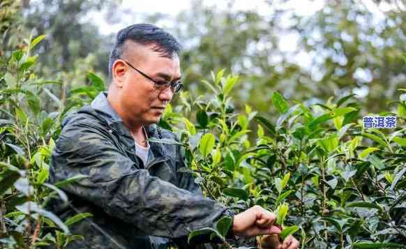 邓国做的所有普洱茶，探索邓国做的普洱茶世界