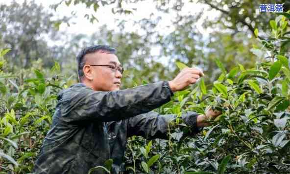 邓国做的所有普洱茶，探索邓国做的普洱茶世界