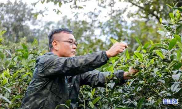 邓国做的所有普洱茶-邓国做的所有普洱茶