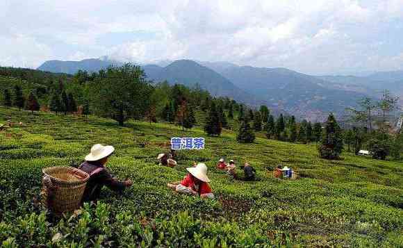 昆明普洱茶，探索昆明普洱茶：茶叶产业的领军者