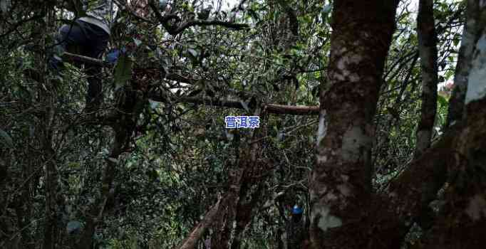 雨林老班章2019，探索神秘的雨林老班章：2019年的探险之旅