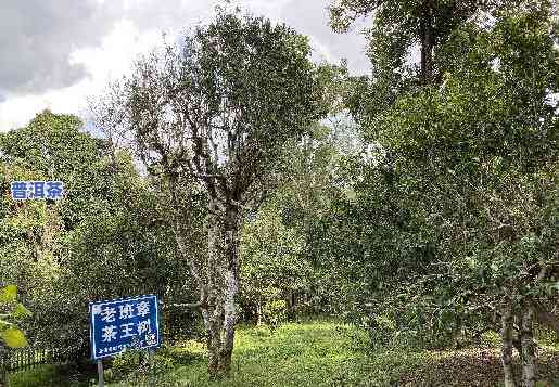 古树普洱茶好喝吗，探秘古树普洱茶的魅力：它真的好喝吗？