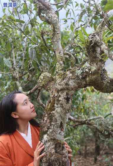 古树普洱茶好喝吗，探秘古树普洱茶的魅力：它真的好喝吗？