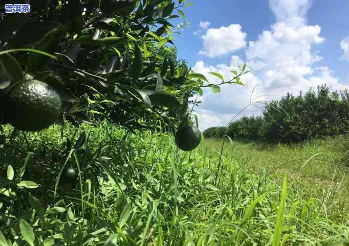 小巧玲珑普洱茶价格表-小巧玲珑普洱茶价格表图片