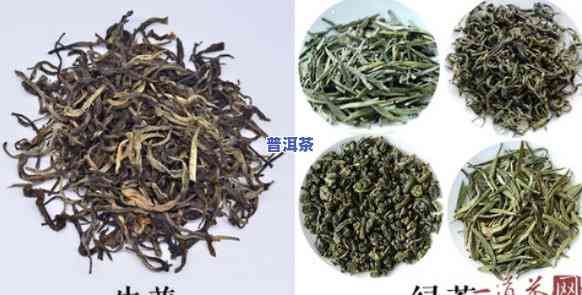 普洱生茶是什么意思-普洱生茶与绿茶的区别是什么?