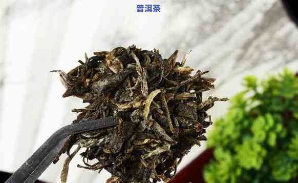 普洱茶用什么原料做的好，探讨优质普洱茶的制作原料