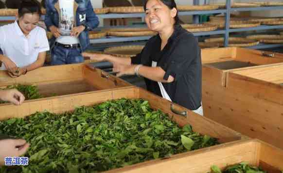 勐海中福茶厂的普洱茶怎样，探秘勐海中福茶厂：揭秘优质普洱茶的制作过程与特别口感