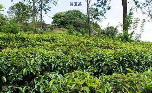 普洱茶重庆可以种植吗视频，探究重庆是不是适合种植普洱茶：专业视频解析