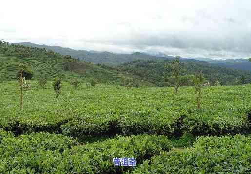 普洱茶重庆可以种植吗视频，探究重庆是不是适合种植普洱茶：专业视频解析