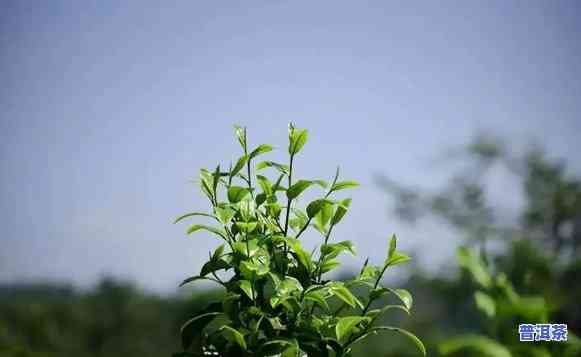 普洱茶叶闻着什么味道？品鉴口感好坏的关键