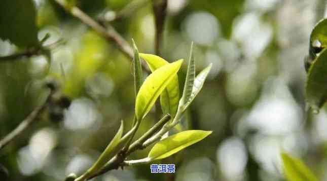 普洱茶属于绿茶吗？绿茶、红茶还是两者都不是？