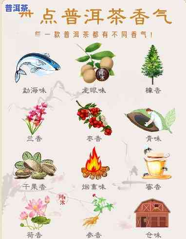 哪些普洱茶具有兰花香味？详细解析