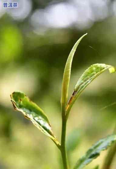 普洱茶一芽两叶为何被批是坑？详细解析