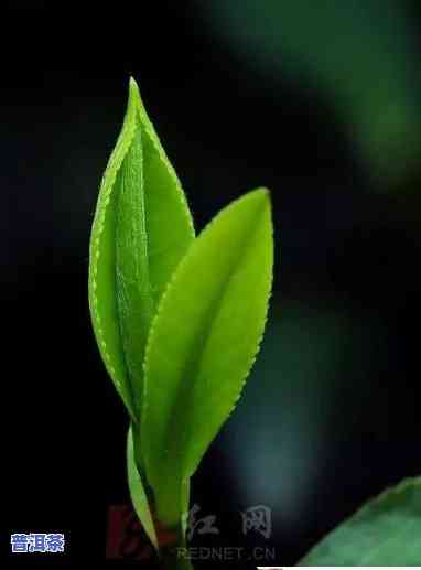 普洱茶一芽两叶是个坑-普洱茶一芽两叶是个坑吗