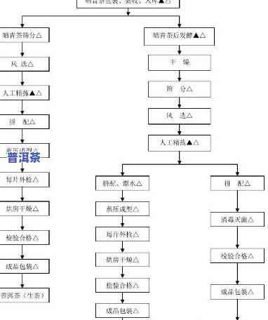 全面解析：普洱生茶的工艺流程与步骤