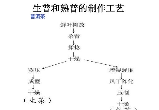 全面解析：普洱生茶的工艺流程与步骤