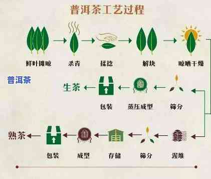 普洱生茶的加工工艺流程，探秘普洱生茶的加工工艺流程：从采摘到成品的全过程解析