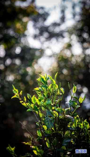 普洱茶新茶什么味道好喝，探索普洱茶新茶的美味：你不能错过的口感体验