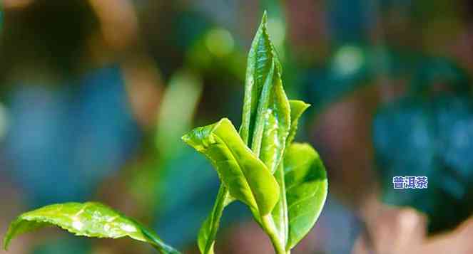 普洱茶新茶的味道，探索普洱茶新茶的特别口感：一种令人回味无穷的味觉体验