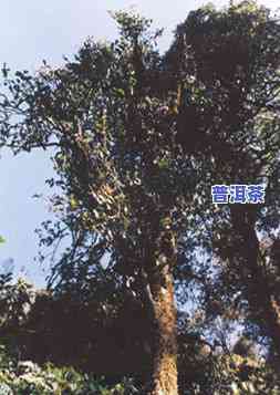 无量山生普洱古树茶100克：价格、简介全解析