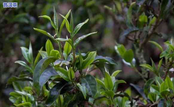 茶农卖的普洱茶能喝吗有吗，普洱茶有无害？探讨茶农售卖的普洱茶是不是安全可饮用