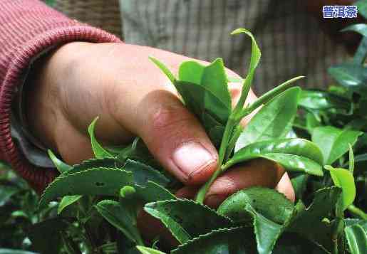 茶农卖的普洱茶能喝吗有吗，普洱茶有无害？探讨茶农售卖的普洱茶是不是安全可饮用